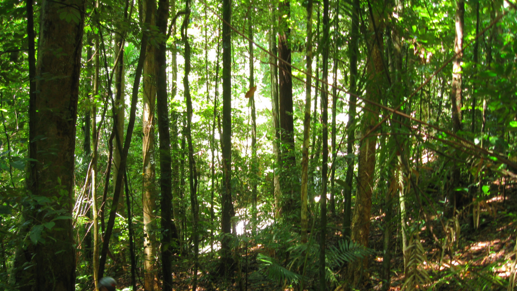 The Lush Daintree Rainforest