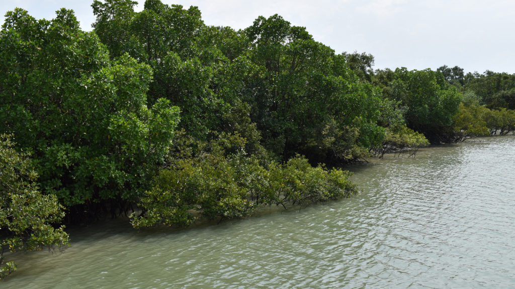 The Lush Sundarbans Mangrove Forest