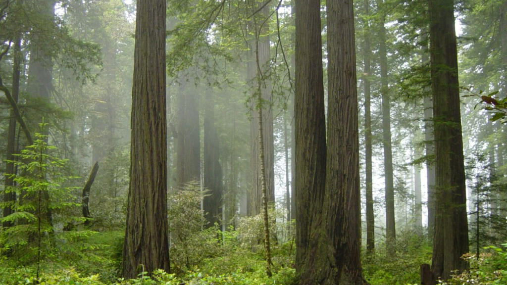 The Majestic Redwood Forests