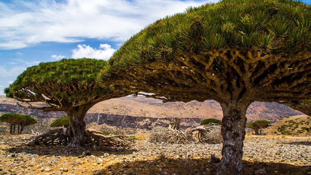 The Surreal Socotra Island