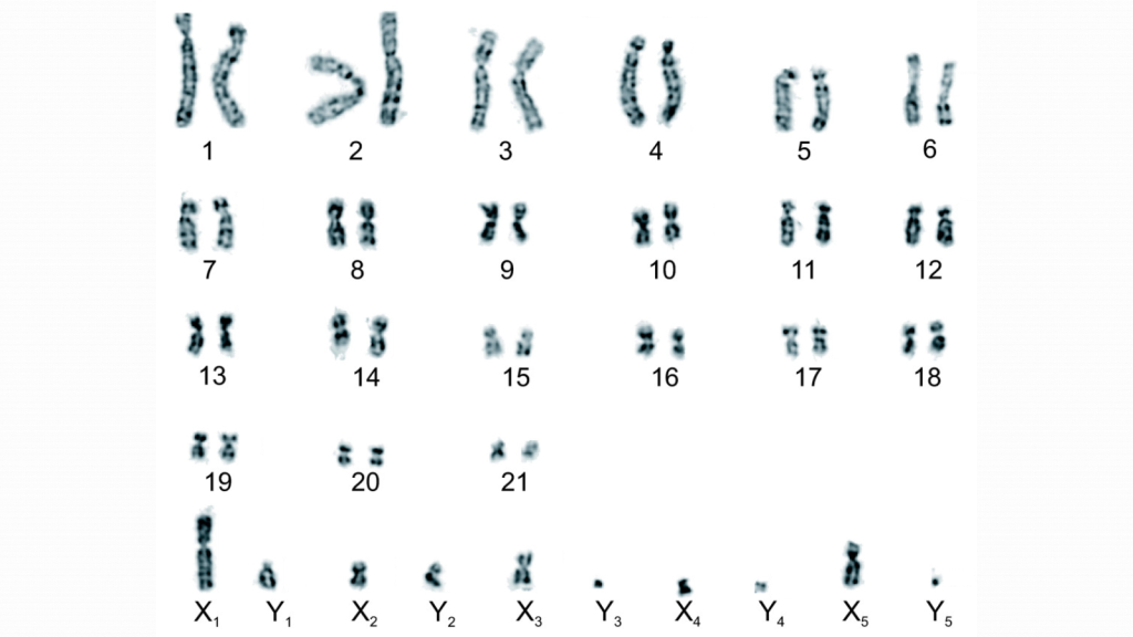 They Have Unusual Sex Chromosomes