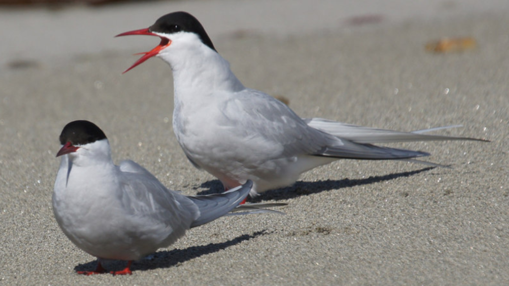 Arctic Terns