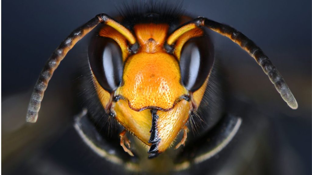 Asian Hornet Head