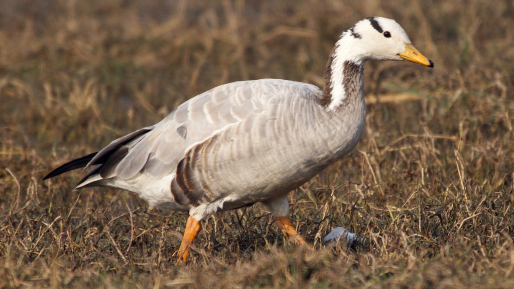 Bar-headed Geese