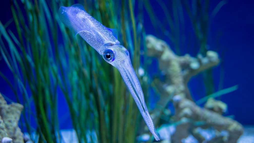 Bigfin Squid