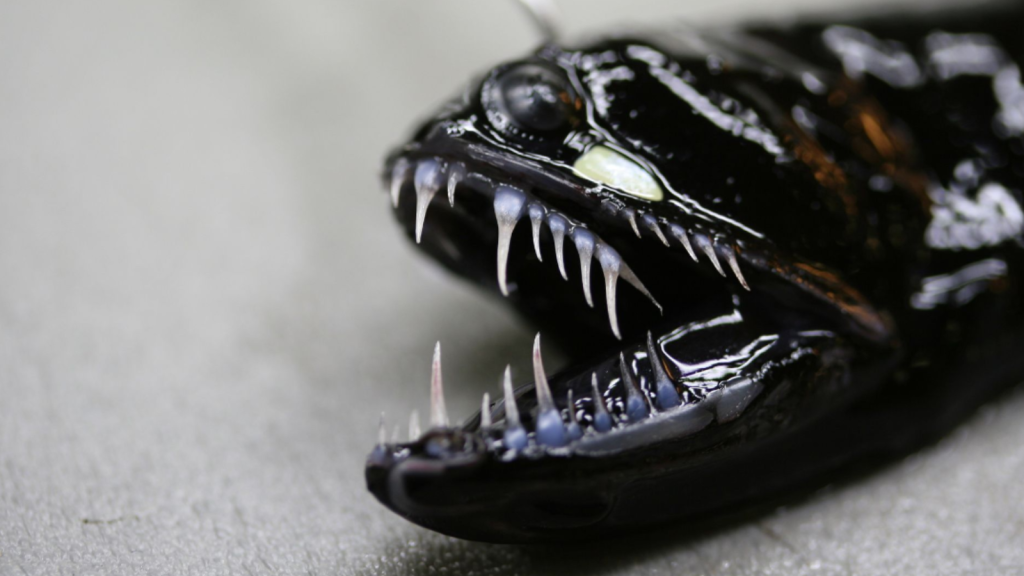 Black Dragonfish