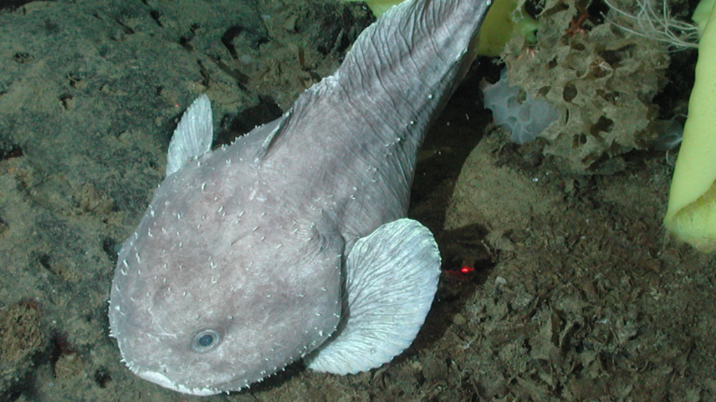 Blobfish