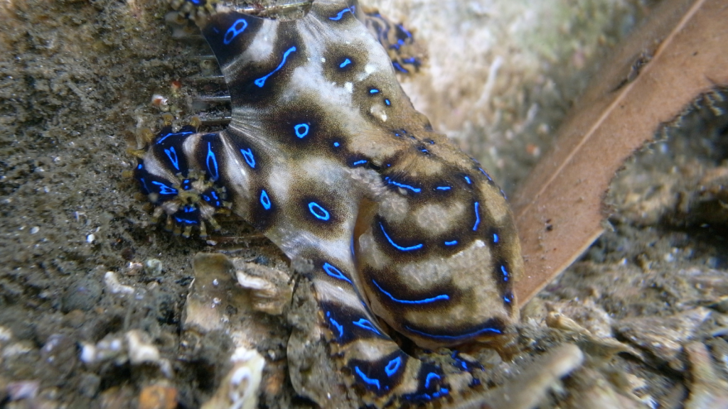 Blue-Ringed Octopus