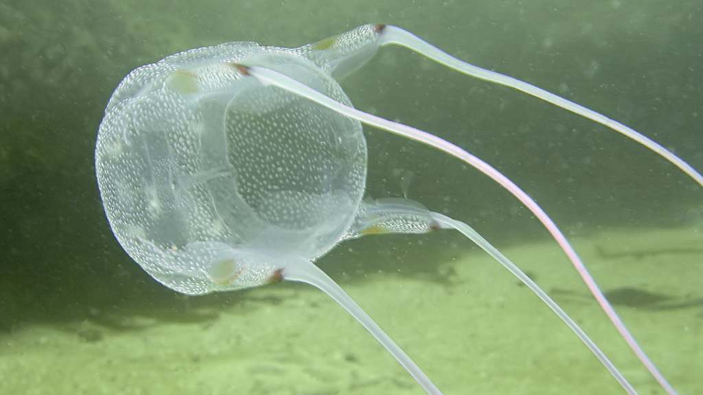 Box Jellyfish