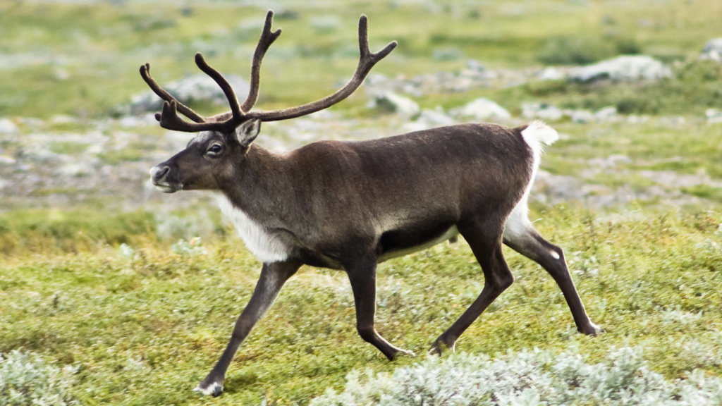 Caribou