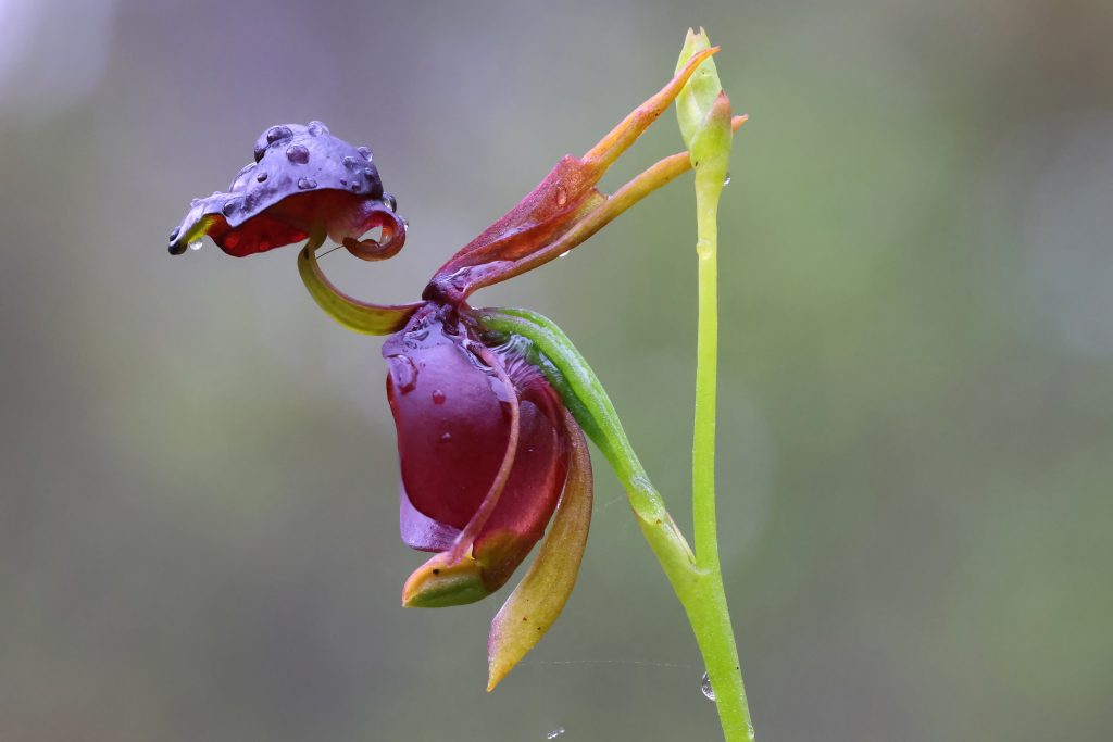 Australian Flying Duck Orchid with rain drops