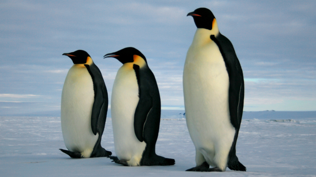 Emperor Penguins