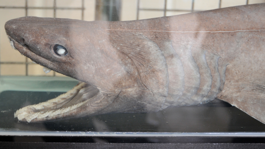 Frilled Shark