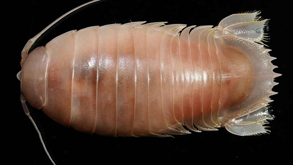 Giant Isopod