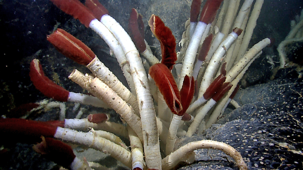 Giant Tube Worms