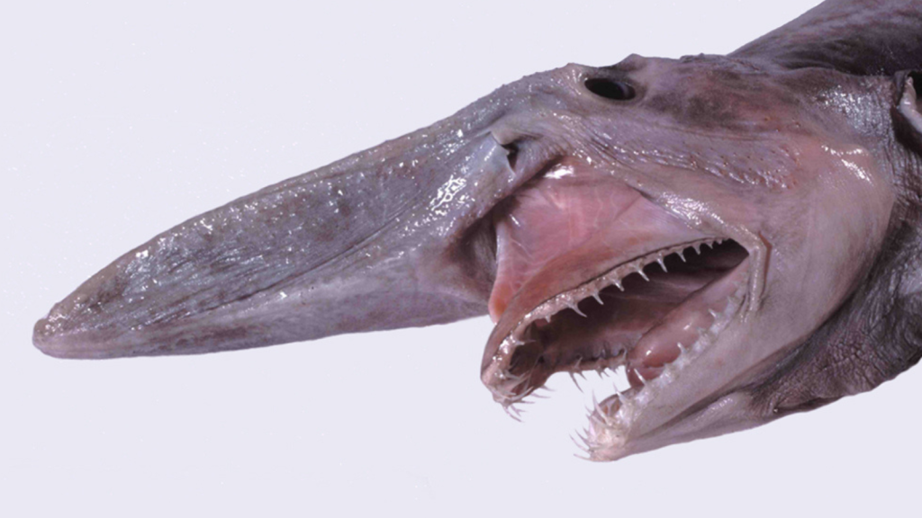 Goblin Shark