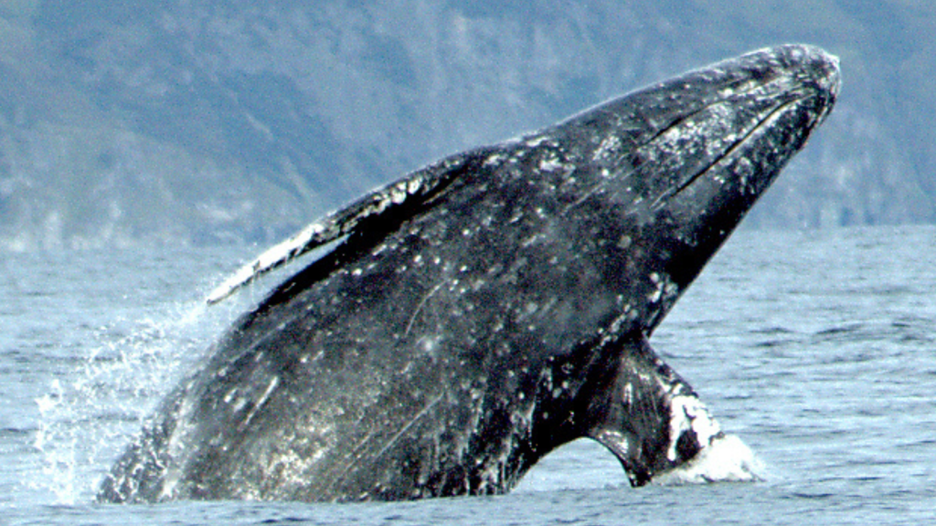 Gray Whales