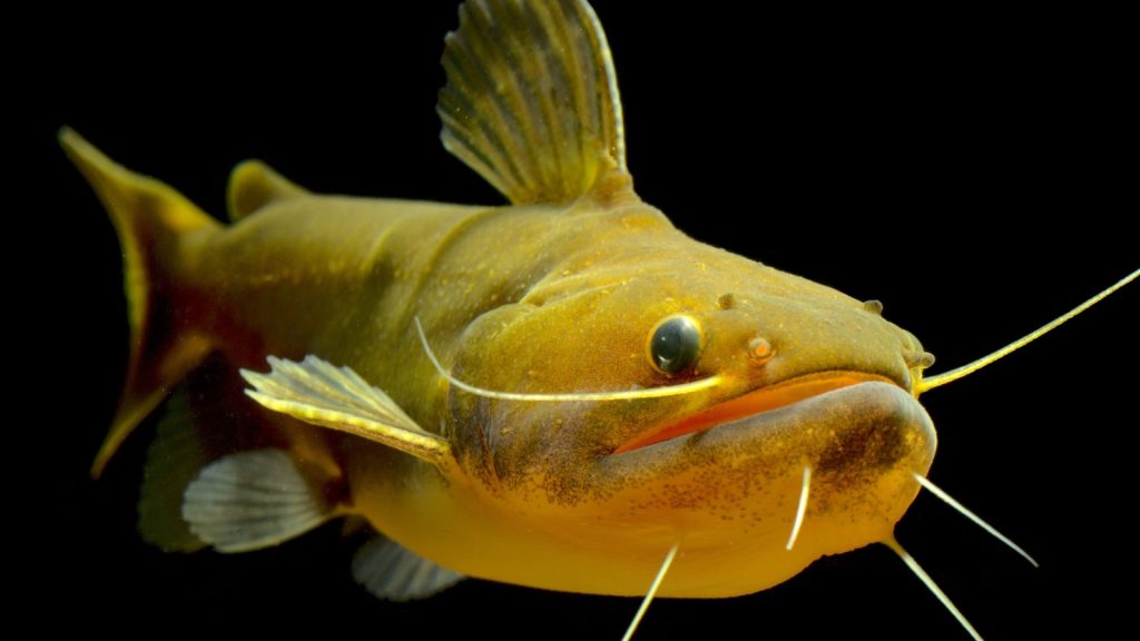 Gulper Catfish