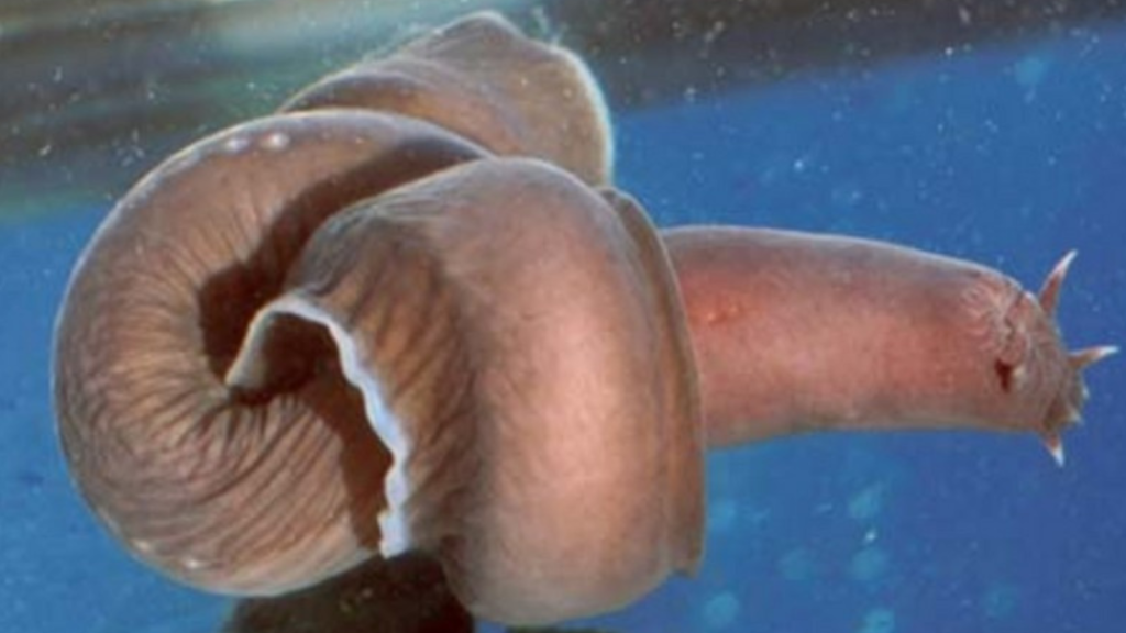 Hagfish