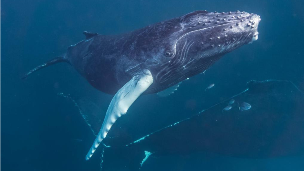 Humpback Whales