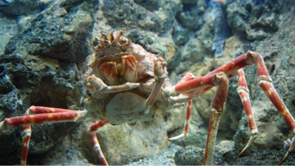 Japanese Spider Crab