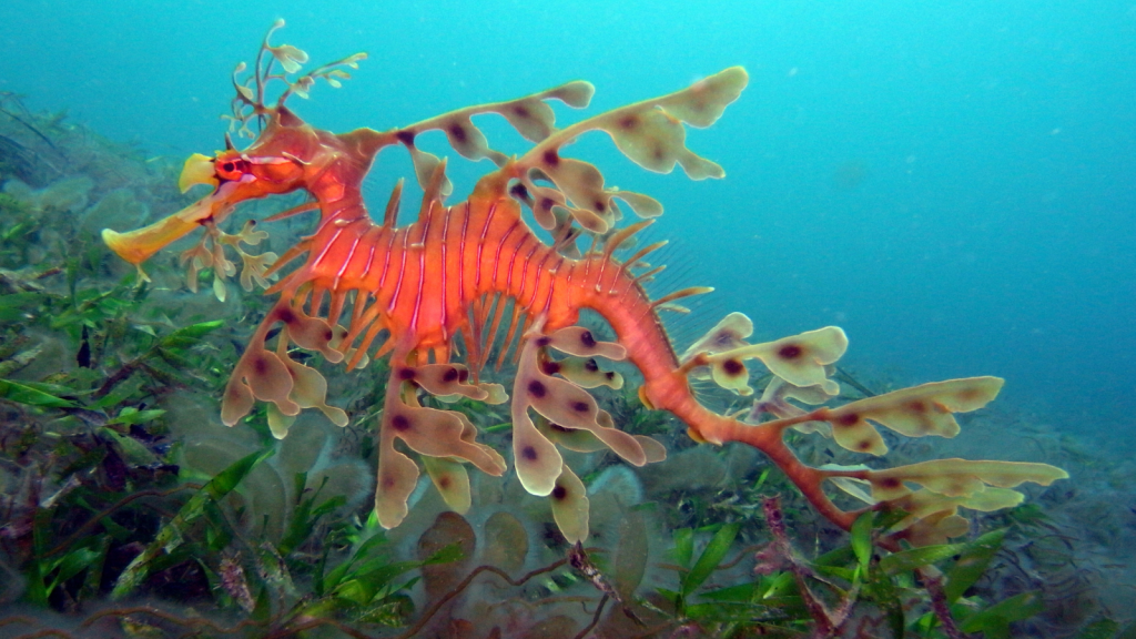 Leafy Seadragon