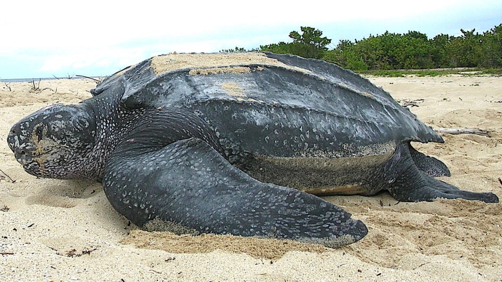 Leatherback Sea Turtles