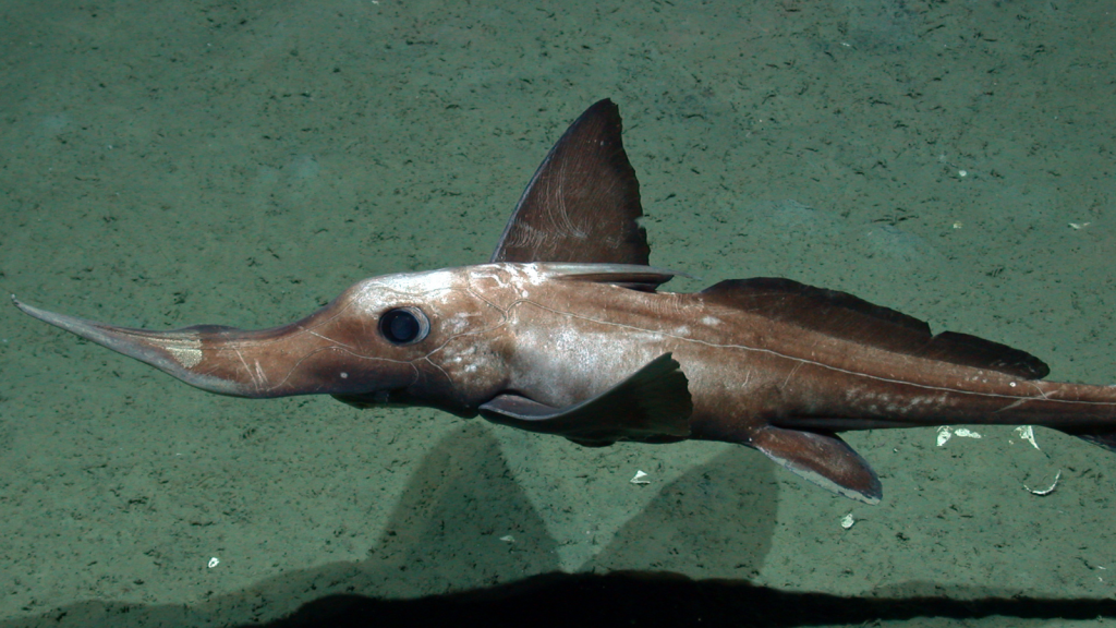 Long-Nosed Chimaera