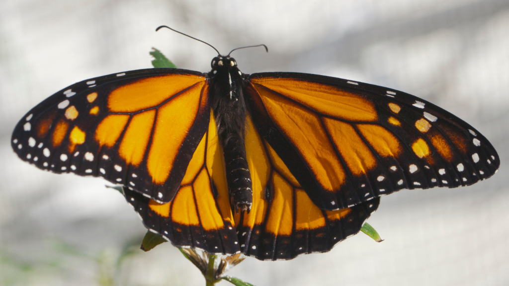 Monarch Butterflies