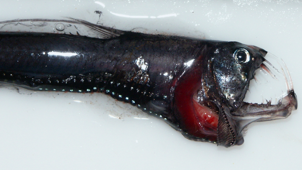 Pacific Viperfish