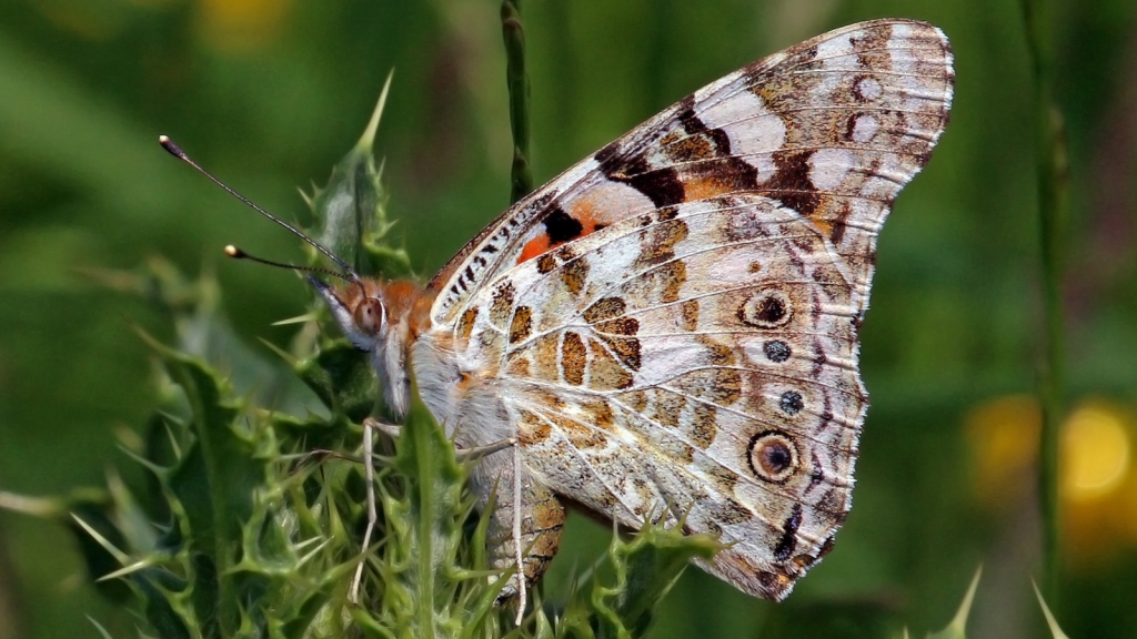 Painted Lady Butterflies