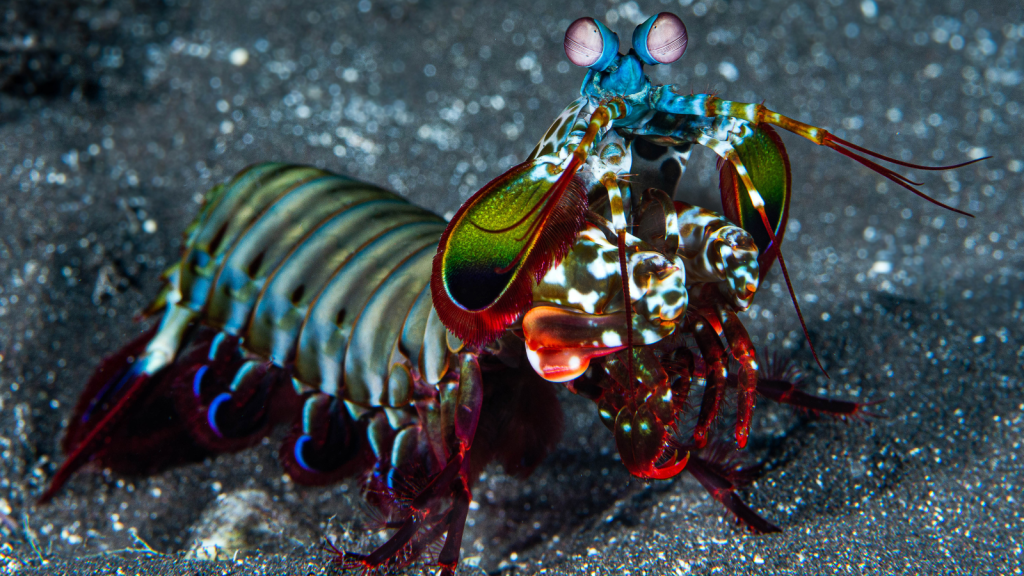 Peacock Mantis Shrimp