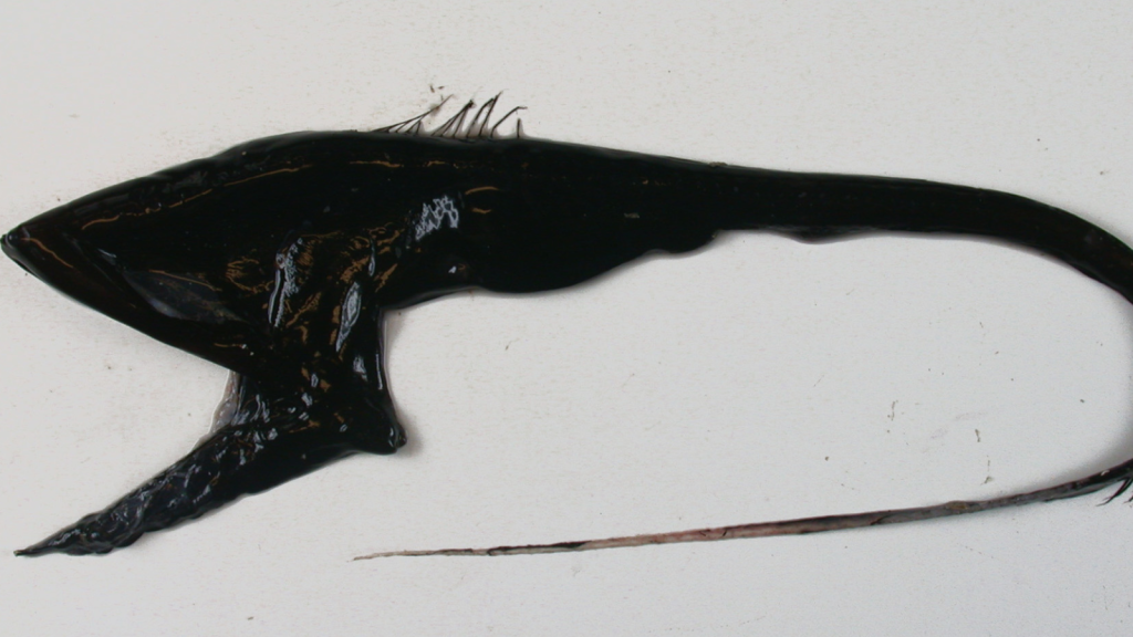 Pelican Eel