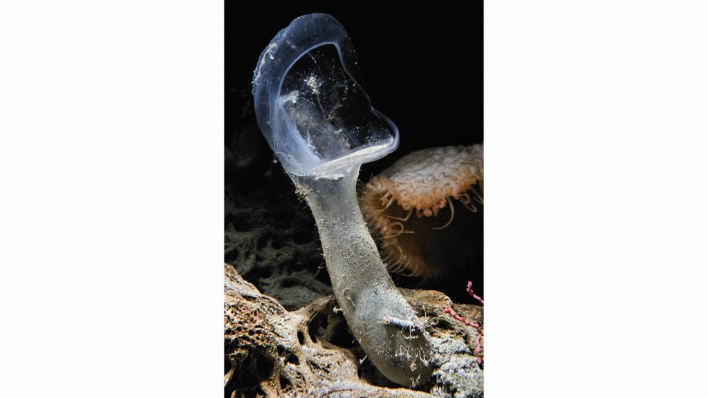 Predatory Tunicate