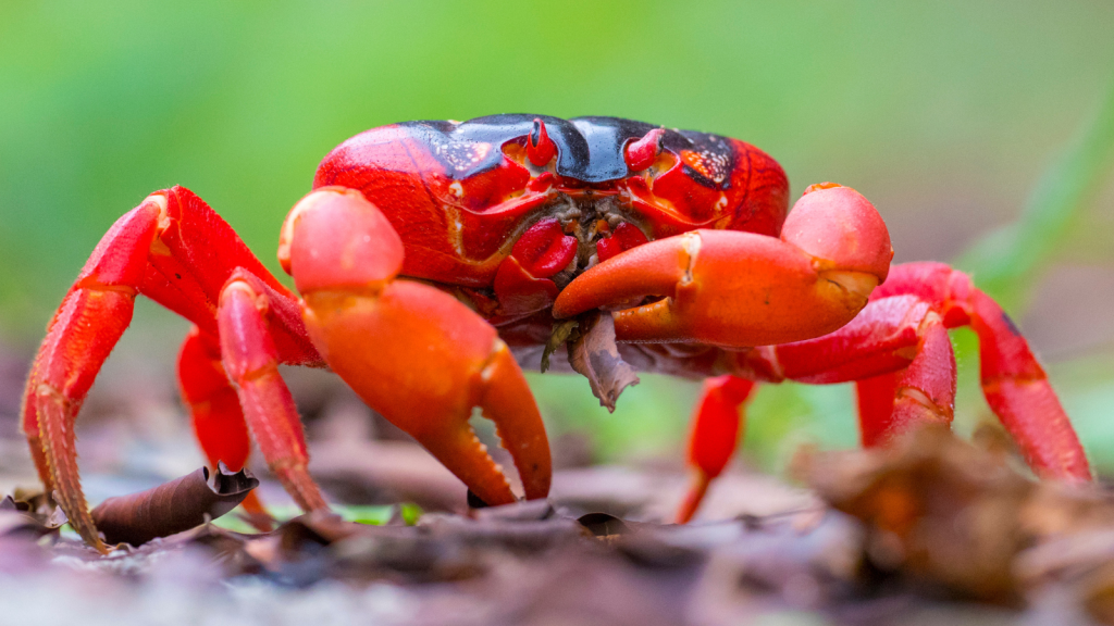 Red Crabs of Christmas Island