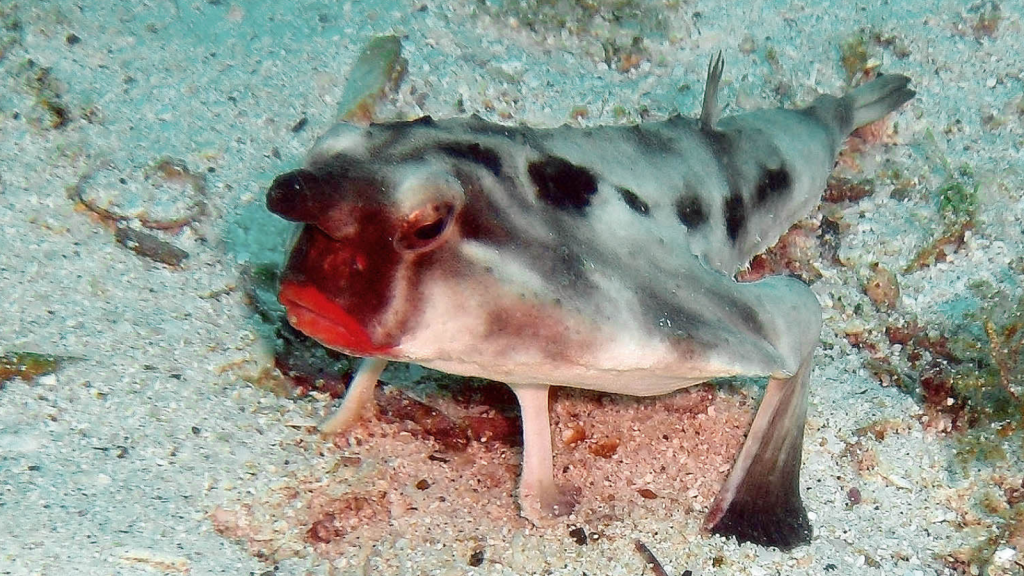 Red-Lipped Batfish