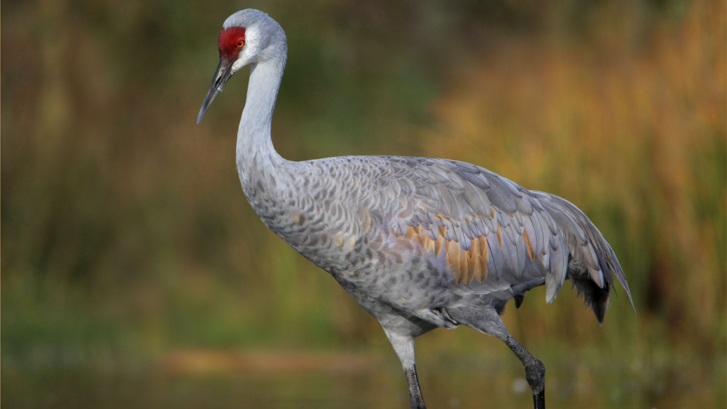 Sandhill Cranes