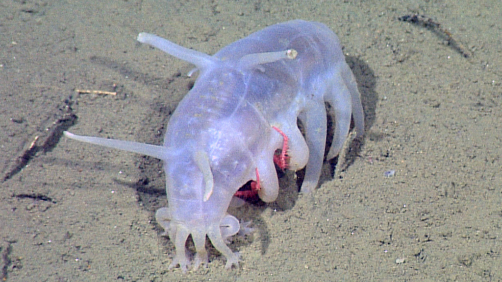 Sea Pig