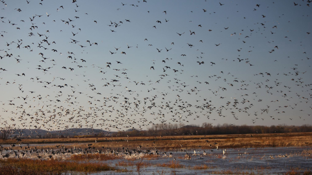 Seasonal Migration