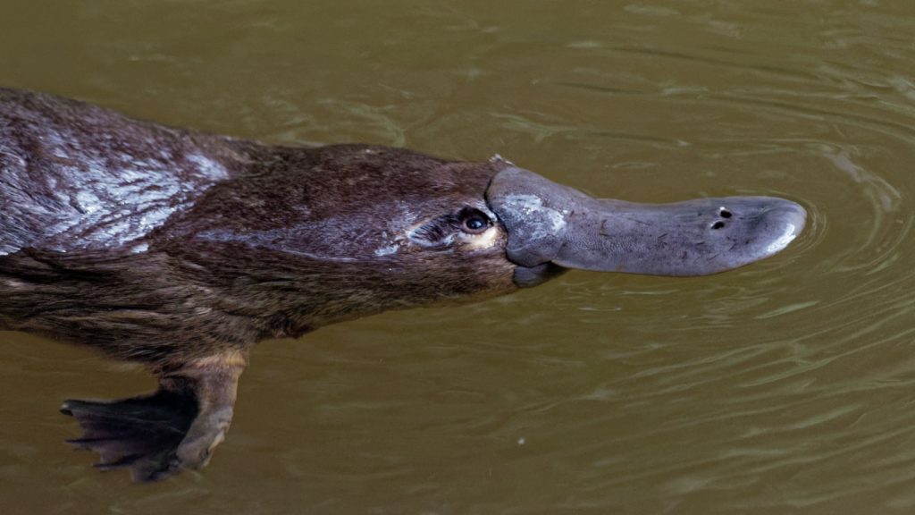 platypus
