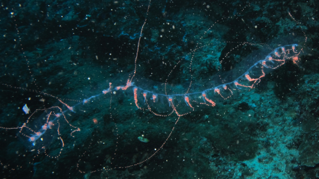 Siphonophore