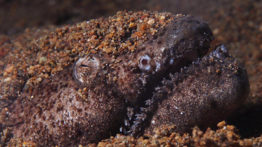 Stargazer Fish