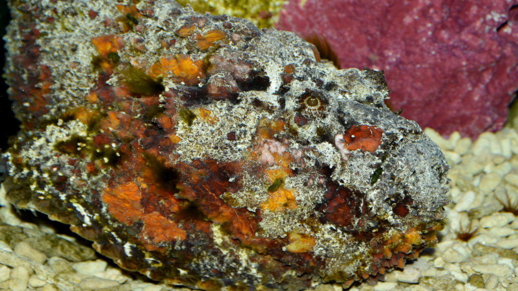 Stonefish