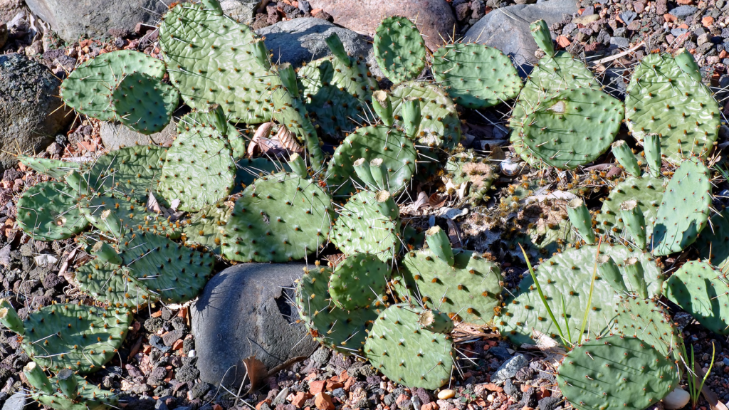 Thorns and Spines