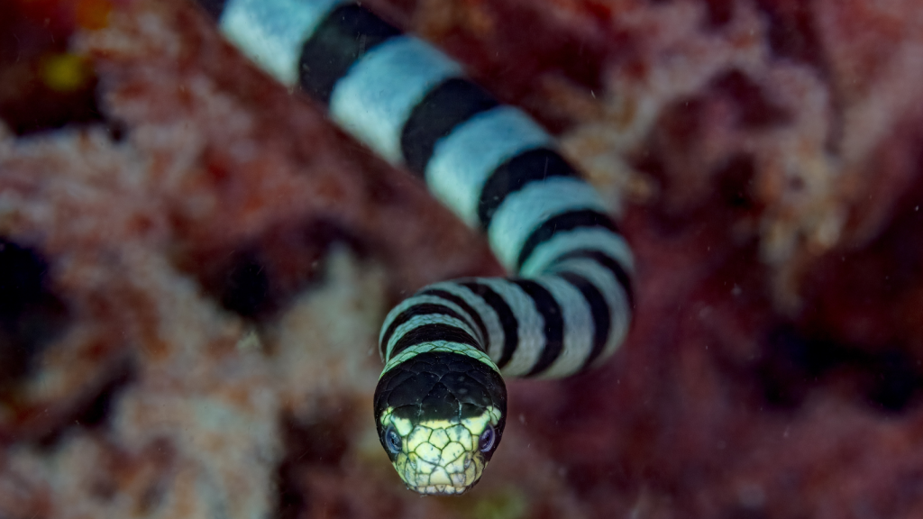 Venomous Sea Snake