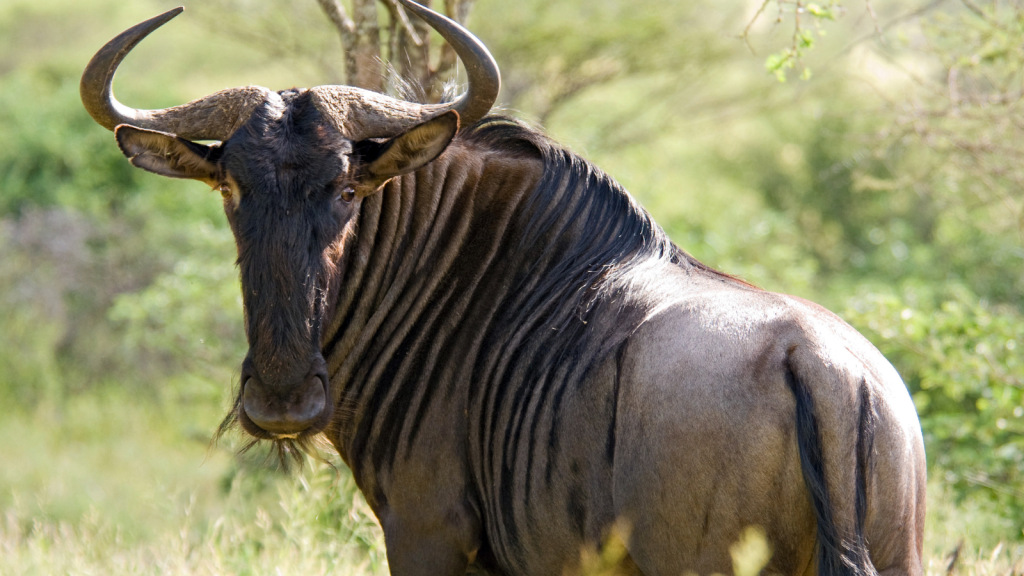 Wildebeest