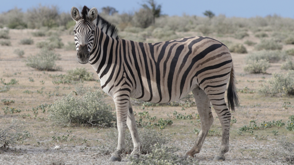 Zebras