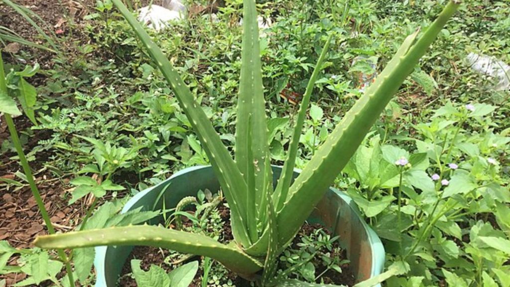 Aloe-Vera, burns, remedy