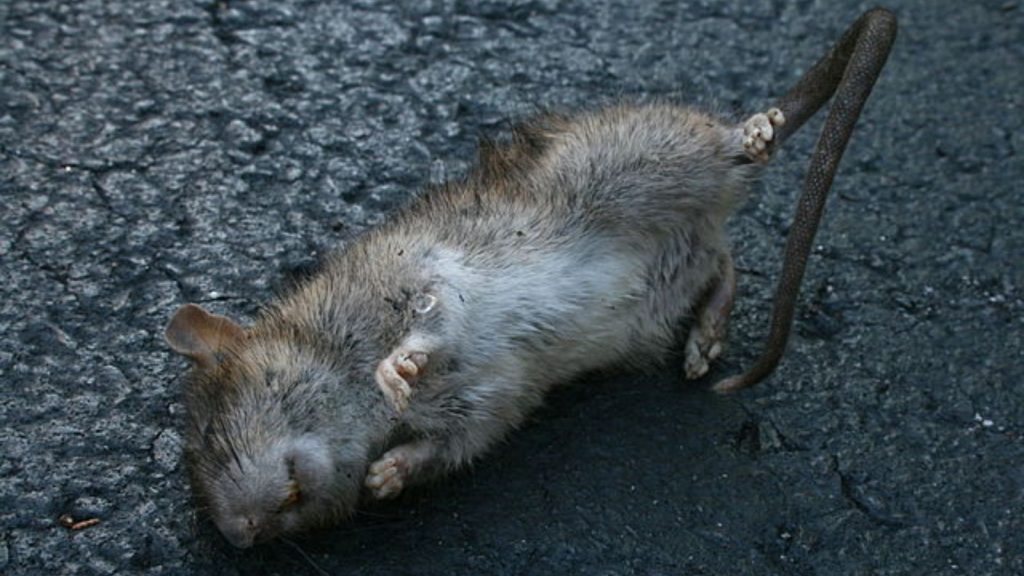 Dead-rats-filled-with-explosives