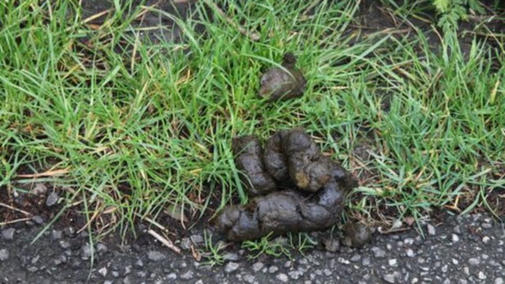 Dog-Poo